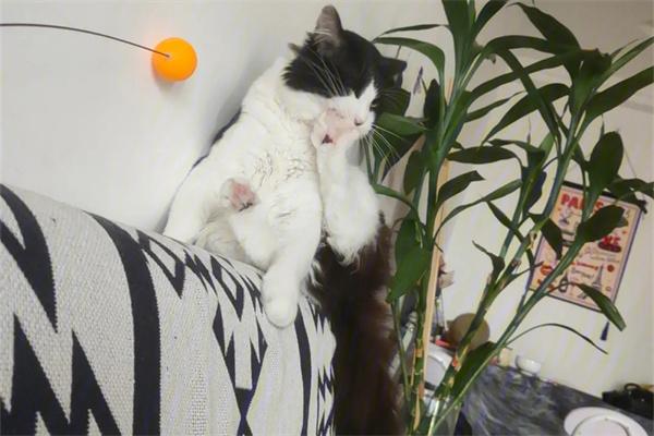 猫咪有时间观念吗？(图2)