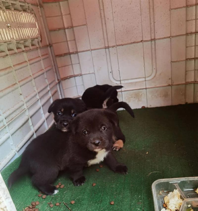 狗的第一胎隔多久生一次？（探寻狗生育周期的奥秘） - 悠悠酷狗网