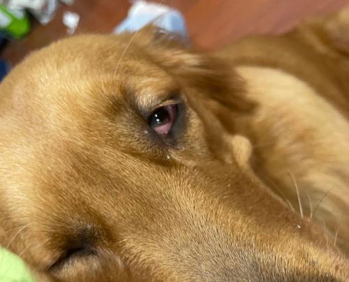 狗狗眼部发红疾病（了解狗狗眼部发红的常见疾病及其处理方法） - 悠悠酷狗网