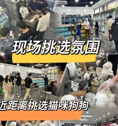 狗狗育苗后多久能洗澡？（了解适当的洗澡时间，让你的狗狗健康快乐） - 悠悠酷狗网