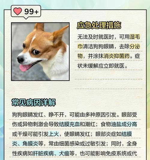 狗狗眼部发红疾病（了解狗狗眼部发红的常见疾病及其处理方法）(图2)