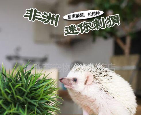 驱虫后多久可以接种疫苗？（了解驱虫与疫苗接种的最佳时间）(图2)