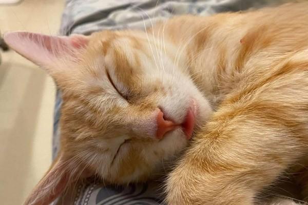 犬猫脾脏肿瘤(图2)