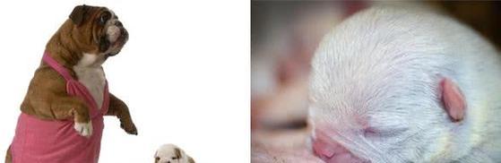 狗狗怀孕多久开始吐？（揭秘狗狗怀孕期间的反应和注意事项）(图1)