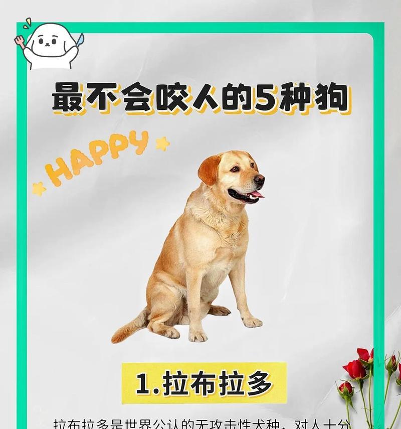 养一只狗狗的花费（了解养狗所需花费及是否能承受得住） - 悠悠酷狗网