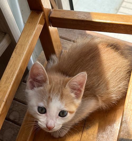 猫咪的成长速度究竟有多快？（探秘两个月内猫咪的惊人成长之旅）(图2)