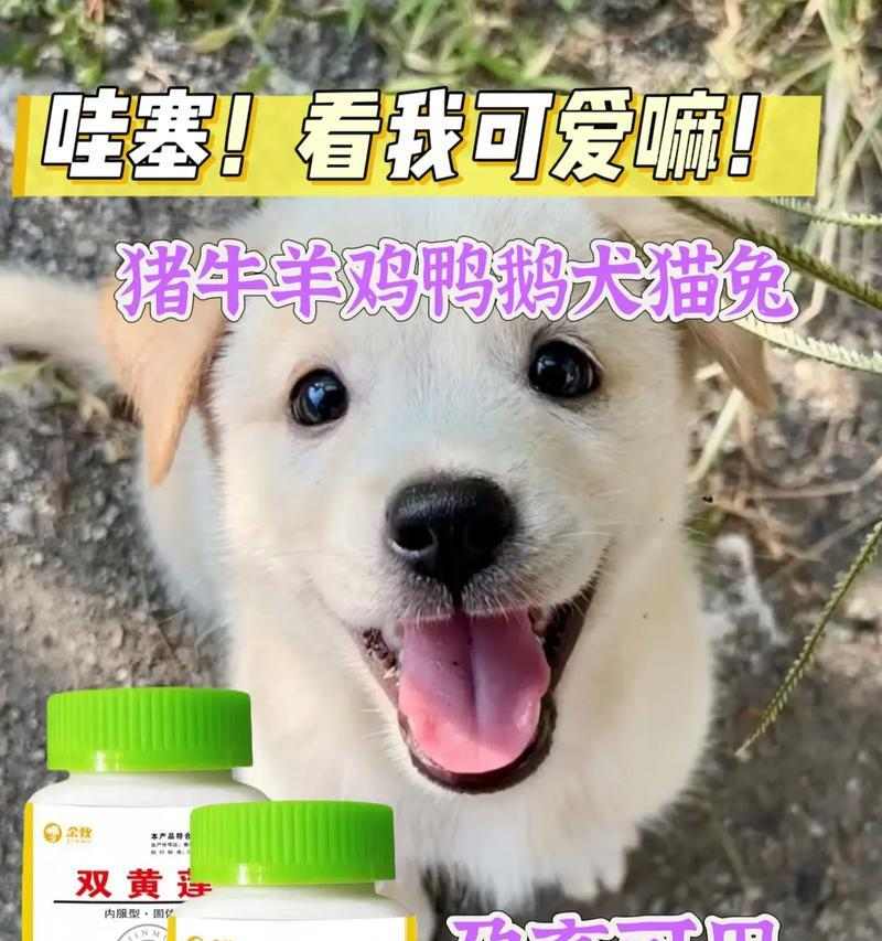 小狗感冒的痊愈时间及治疗方法（了解小狗感冒的治愈时间是关键，帮助你的宠物尽快康复）(图1)