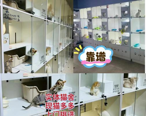 2022年宠物猫行情价格分析（宠物猫价格走势及未来预测，） - 悠悠酷狗网
