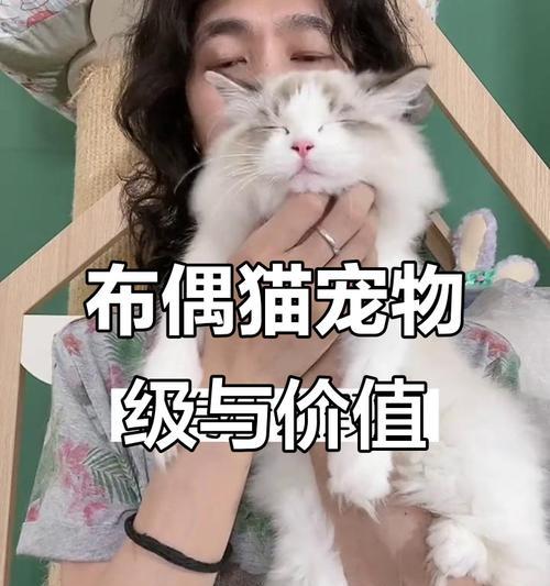 2022年宠物猫行情价格分析（宠物猫价格走势及未来预测，）(图2)
