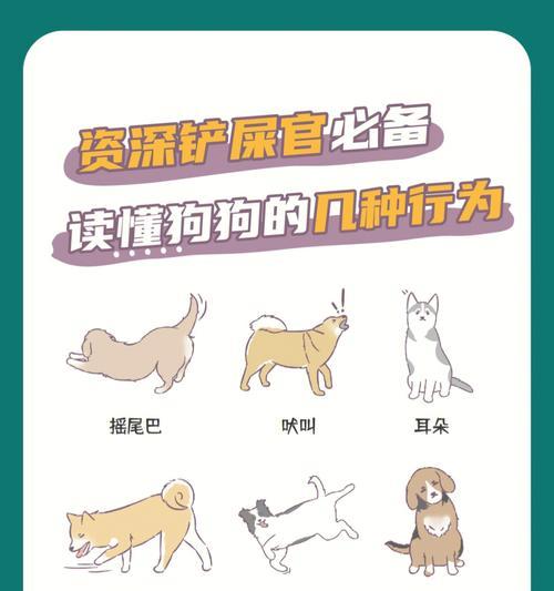 揭秘狗狗的心声（通过狗语和肢体动作，与狗狗建立深度沟通） - 悠悠酷狗网