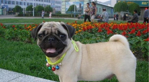 不掉毛的犬种大揭秘（探索那些不会让你家沙发满是狗毛的犬种）(图2)