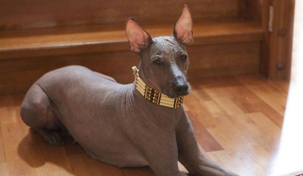 不掉毛的犬种大揭秘（探索那些不会让你家沙发满是狗毛的犬种）(图3)