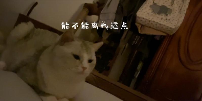 大猫不肯给小猫喂奶的解决方法（小猫渴望奶水，大猫应该如何应对？） - 悠悠酷狗网