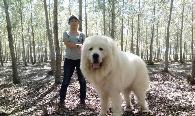 探索宠物狗世界(从阿富汗猎犬到约克夏梗,了解世界各地的宠物狗种类)(图2) 探索宠物狗世界(从阿富汗猎犬到约克夏梗,了解世界各地的宠物狗种类)(图2)