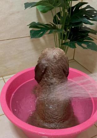 泰迪洗澡时间及注意事项（掌握泰迪洗澡的最佳时机与方法，让它保持清洁与健康）(图1)