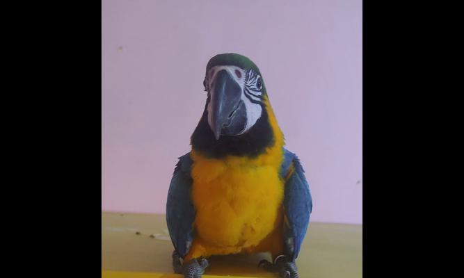 金刚鹦鹉的多彩世界（探索金刚鹦鹉丰富多样的羽毛颜色）(图1)