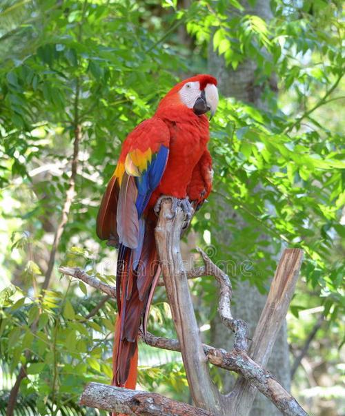 金刚鹦鹉的多彩世界（探索金刚鹦鹉丰富多样的羽毛颜色）(图2)