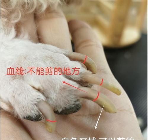 狗狗断血线的频率与注意事项（探讨狗狗断血线的最佳时机和细节关注）(图2)