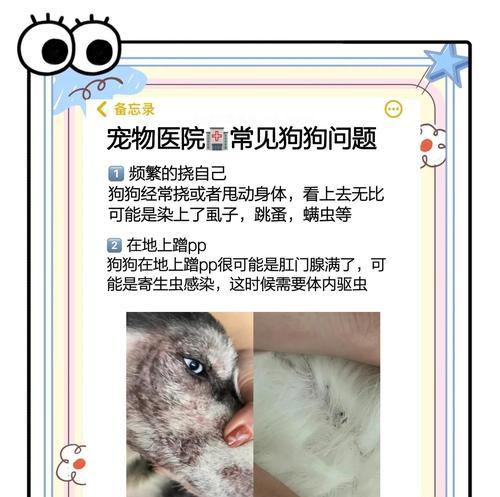 狗狗驱虫和疫苗接种的正确时间安排（宠物养护必须知道的关键信息）(图2)