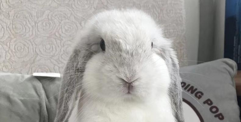 垂耳兔的成长周期研究（以垂耳兔多久能长大为主题的生物学调查） - 悠悠酷狗网