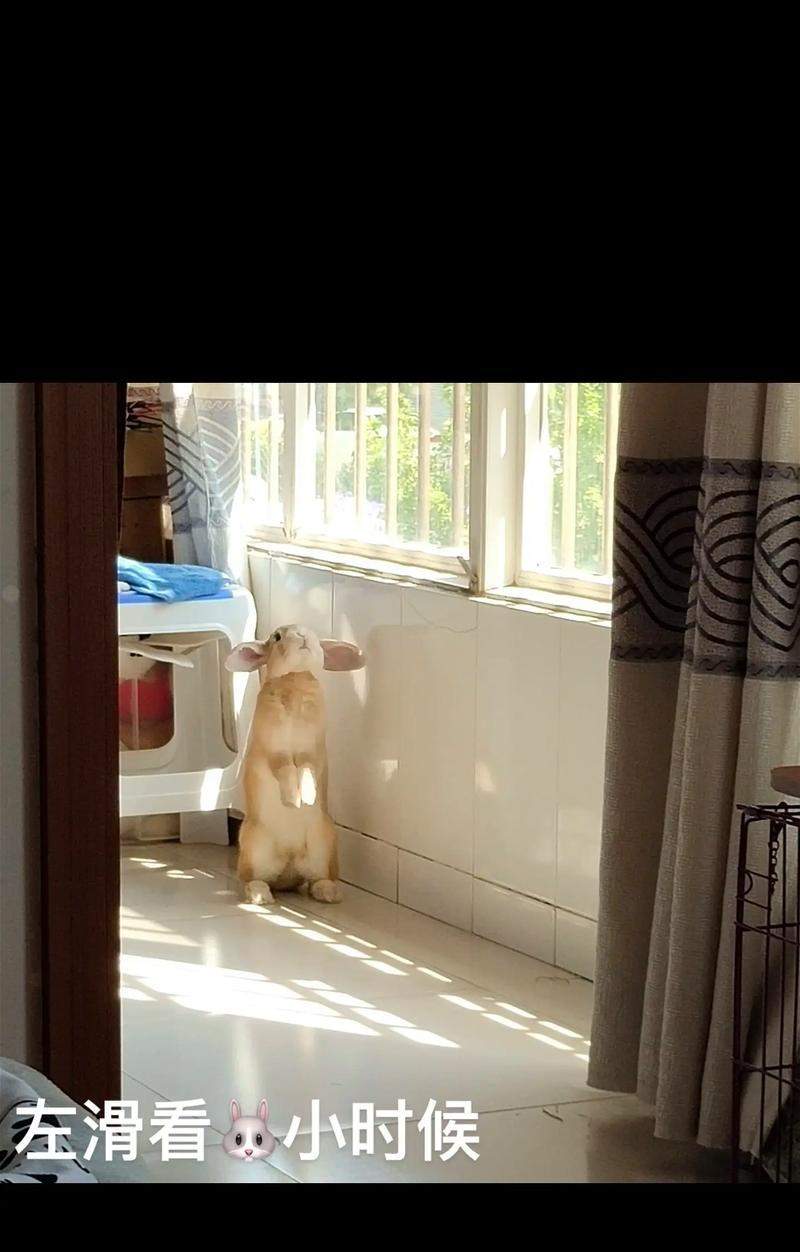 垂耳兔的成长周期研究（以垂耳兔多久能长大为主题的生物学调查）(图3)