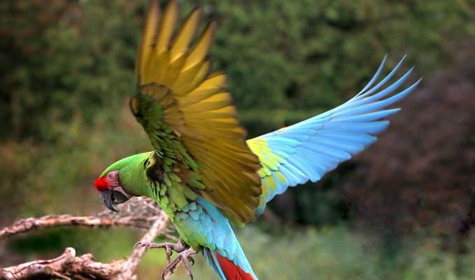 金刚鹦鹉的多彩世界（探索金刚鹦鹉丰富多样的羽毛颜色）(图3)