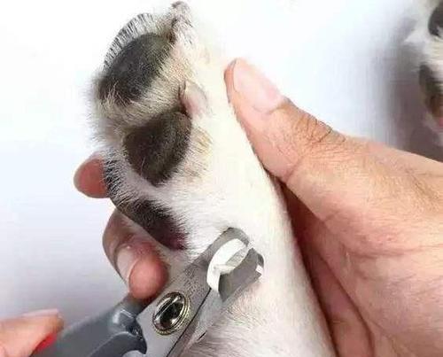 狗狗断血线的频率与注意事项（探讨狗狗断血线的最佳时机和细节关注） - 悠悠酷狗网