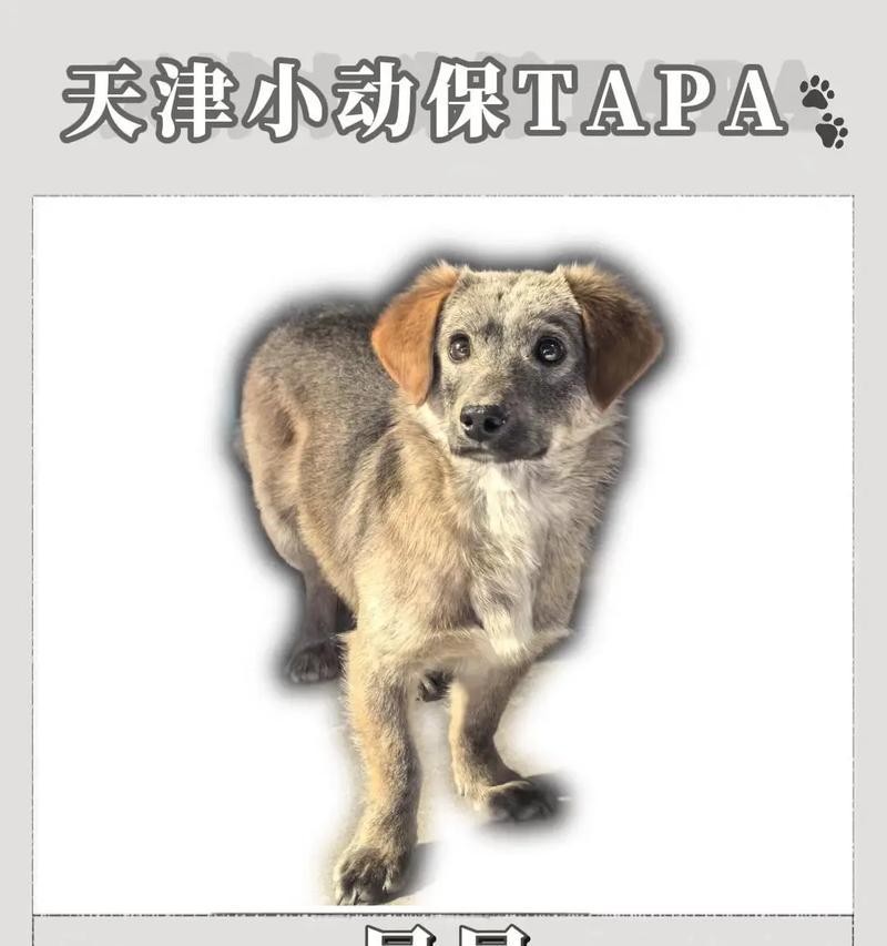 狗狗驱虫和疫苗接种的正确时间安排（宠物养护必须知道的关键信息） - 悠悠酷狗网