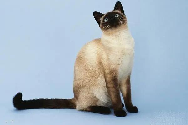 为什么有的猫咪越长越丑？(图2)