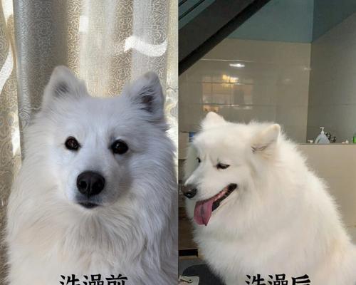 宠物狗生小狗多久后能洗澡的时机与注意事项（如何科学合理地为新生小狗洗澡以及洗澡前后的护理）(图3)