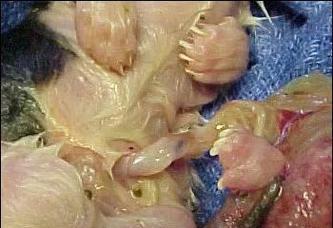 小猫脐带脱落的过程（小猫脐带脱落的时间及注意事项） - 悠悠酷狗网