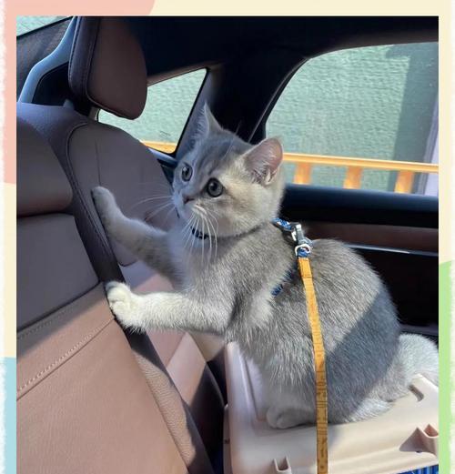 如何让猫出行较远的地方？（探索猫咪出行方式，让猫咪安全舒适地旅行）(图2)