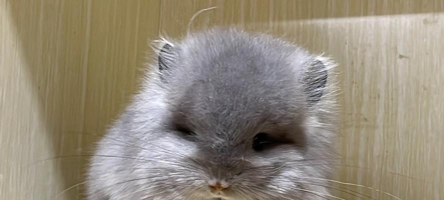 母龙猫的哺乳时机与特点（了解龙猫产仔后的哺乳过程和注意事项） - 悠悠酷狗网