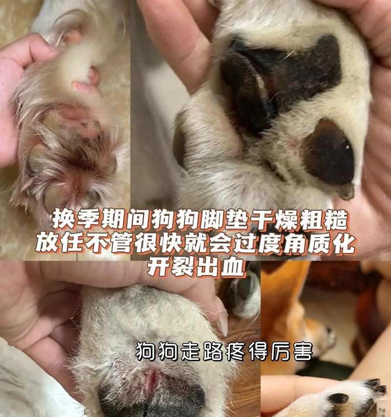 狗的脚垫受伤（探究狗脚垫受伤康复的时程和关键因素）(图3)