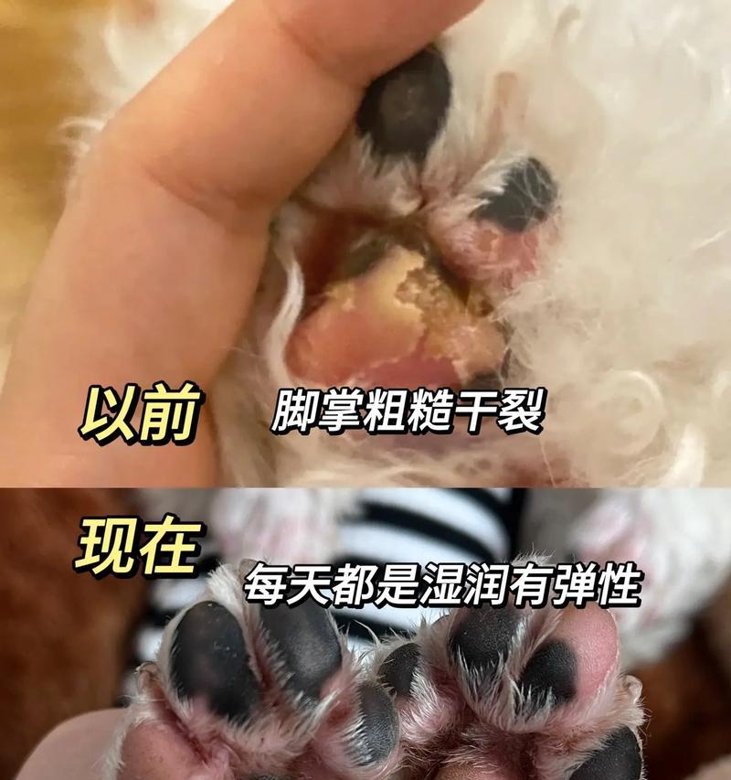 狗的脚垫受伤（探究狗脚垫受伤康复的时程和关键因素） - 悠悠酷狗网