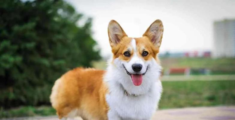 柯基犬的特点与魅力（了解柯基犬的外貌、性格和适应能力） - 悠悠酷狗网