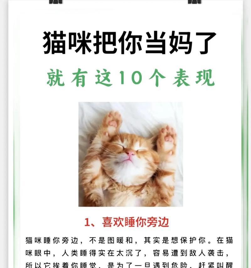 如何赢得猫咪的信任（建立与猫咪的深度连接，让它们成为你的好朋友）(图3)