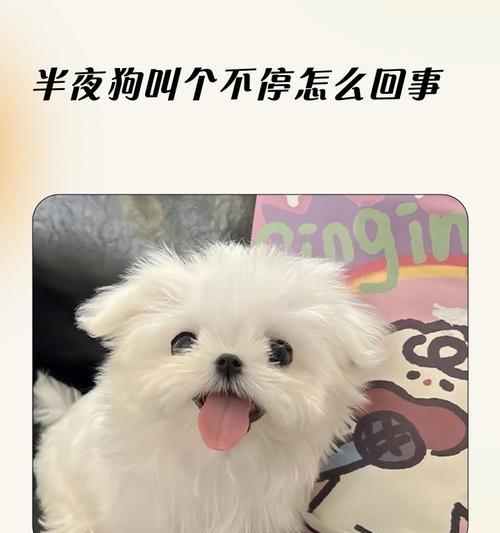 狗狗半夜不停叫，主人当心会误事（了解狗狗夜晚叫声的原因，保护家庭安全）(图3)