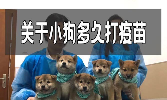 狗儿接种疫苗后多久能出门？（了解狗儿疫苗接种后的出门时间安排）(图1)