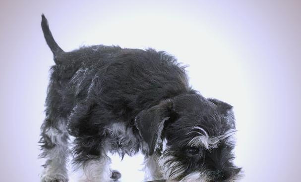 雪纳瑞犬（探索雪纳瑞犬的可爱与亲密）(图1)