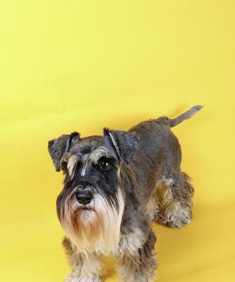 雪纳瑞犬（探索雪纳瑞犬的可爱与亲密）(图3)