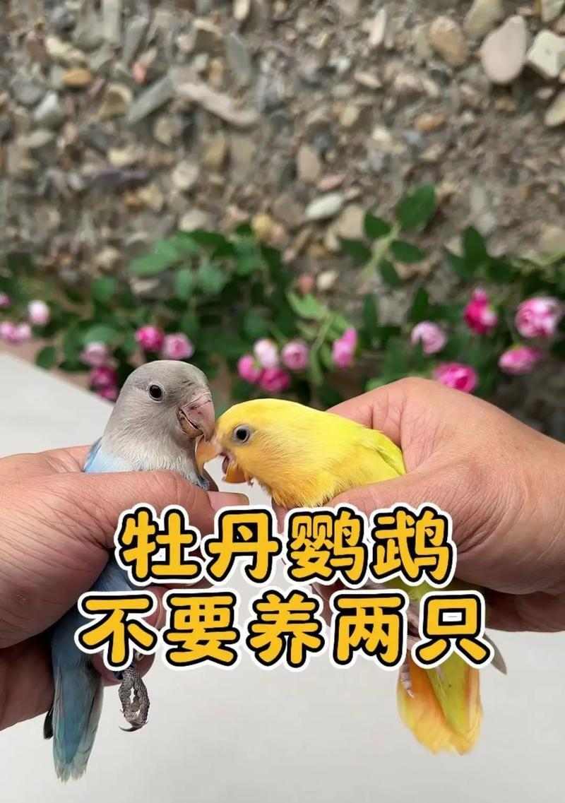 牡丹鹦鹉价格高的原因解析（探究牡丹鹦鹉价格飙升背后的原因及市场需求） - 悠悠酷狗网