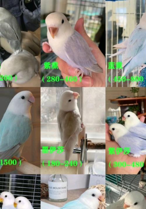 牡丹鹦鹉价格高的原因解析（探究牡丹鹦鹉价格飙升背后的原因及市场需求）(图3)