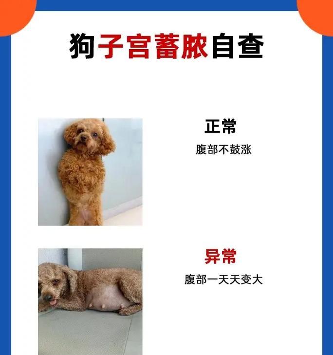 狗狗腹部肿大的原因及处理方法（了解狗狗腹部肿大的原因，及时采取正确的处理方法） - 悠悠酷狗网