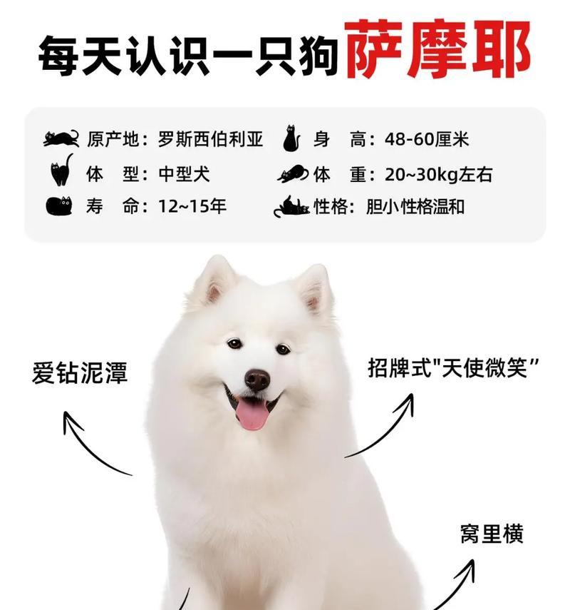 如何让萨摩犬不再拆家（探索萨摩犬的破坏性行为及解决方案） - 悠悠酷狗网