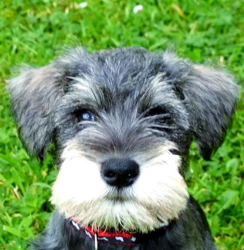 雪纳瑞刚剪耳朵毛多久能长回来？（了解耳朵毛生长周期，让你的雪纳瑞宠物更迷人）(图2)