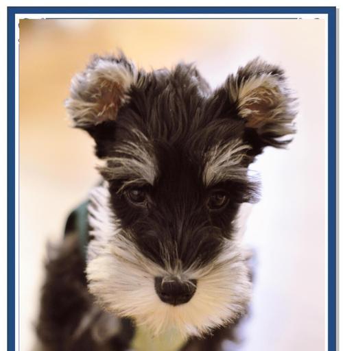 雪纳瑞刚剪耳朵毛多久能长回来？（了解耳朵毛生长周期，让你的雪纳瑞宠物更迷人） - 悠悠酷狗网