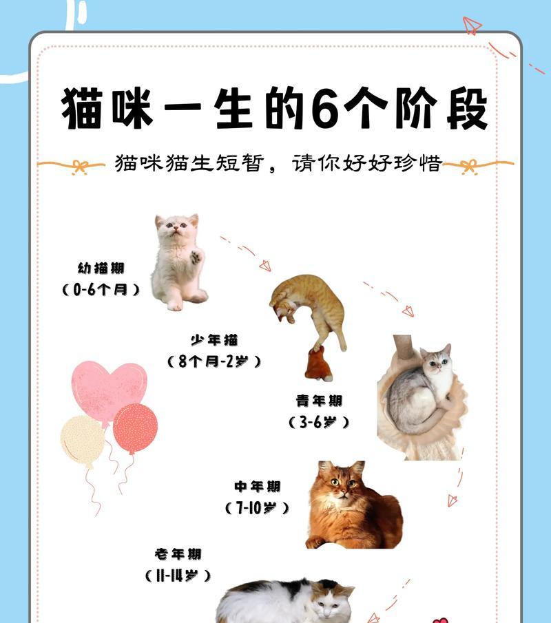 不同阶段幼猫的饲养秘籍（如何喂养不同阶段的幼猫？） - 悠悠酷狗网
