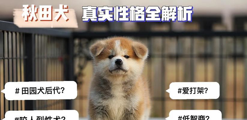 为什么养秋田犬的人少之又少？（探究秋田犬养育困境与原因）(图2)