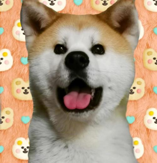 为什么养秋田犬的人少之又少？（探究秋田犬养育困境与原因）(图1)